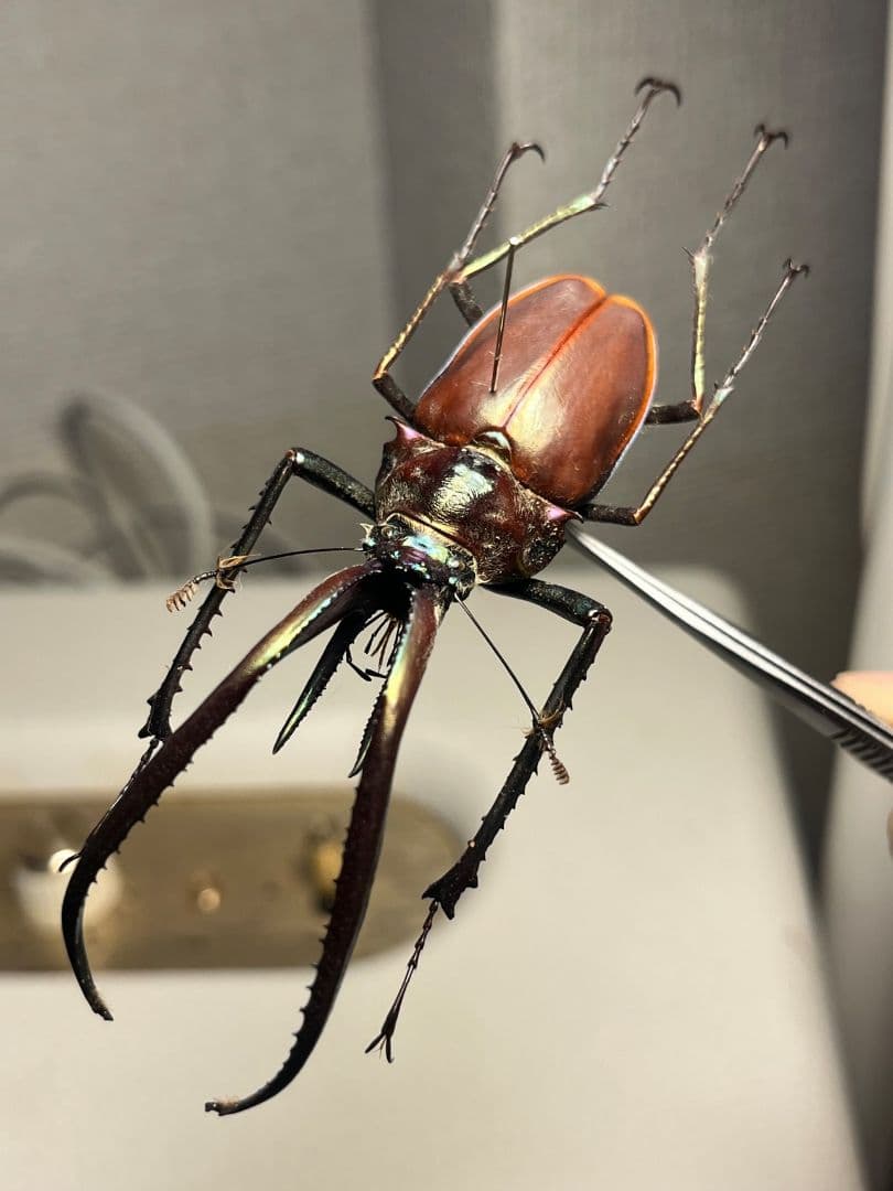【81mm】チリクワガタ メタリフェルホソアカクワガタ Wild 昆虫標本