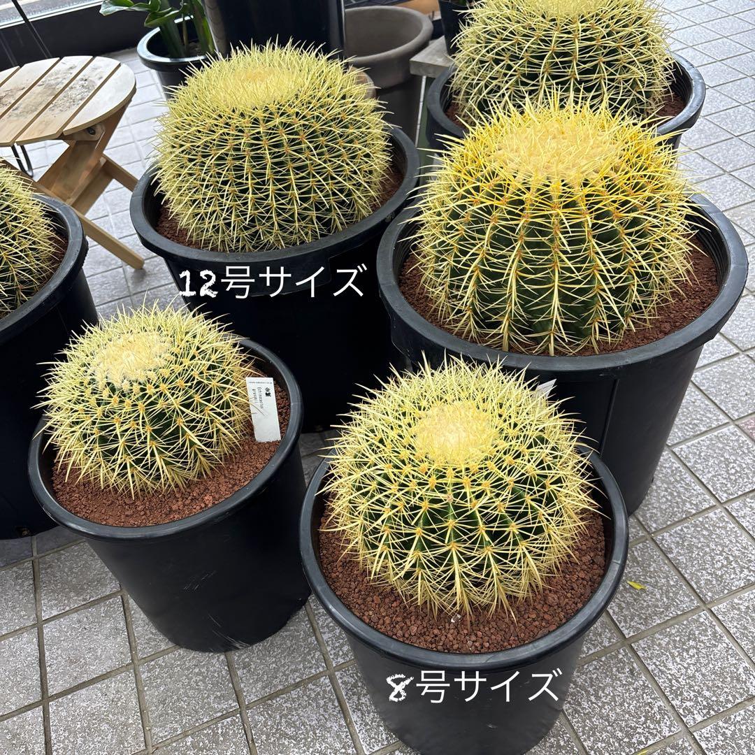 厳選　特特大　金鯱サボテン　キンシャチ　12号サイズ