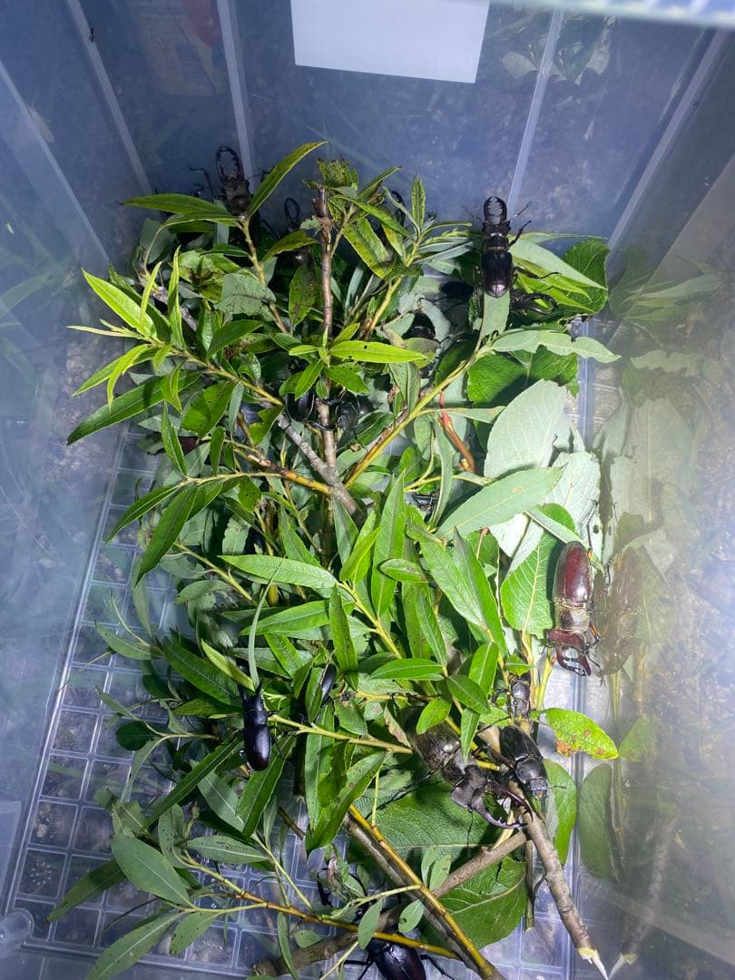 爆光 新品 強力 HID7インチ 122W程度紫外線強化バルブ 灯火採集に！