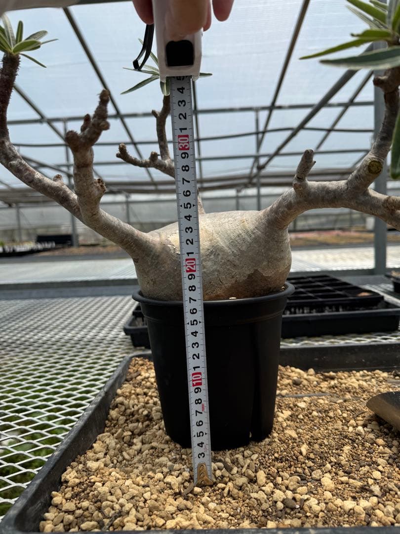 パキボディウムグラキリス現地球