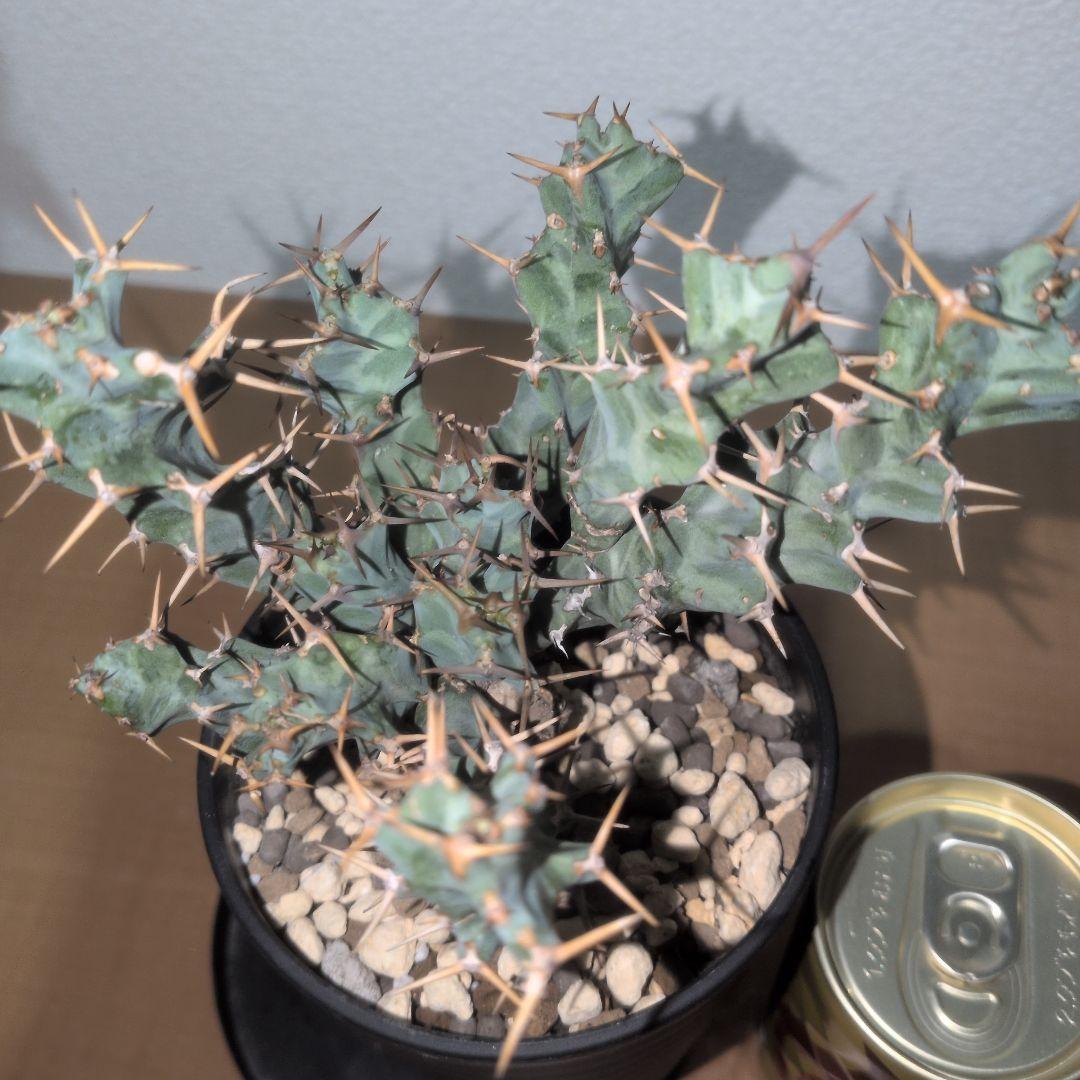 ユーフォルビア　クラビゲラ　実生株 （鉢付き)