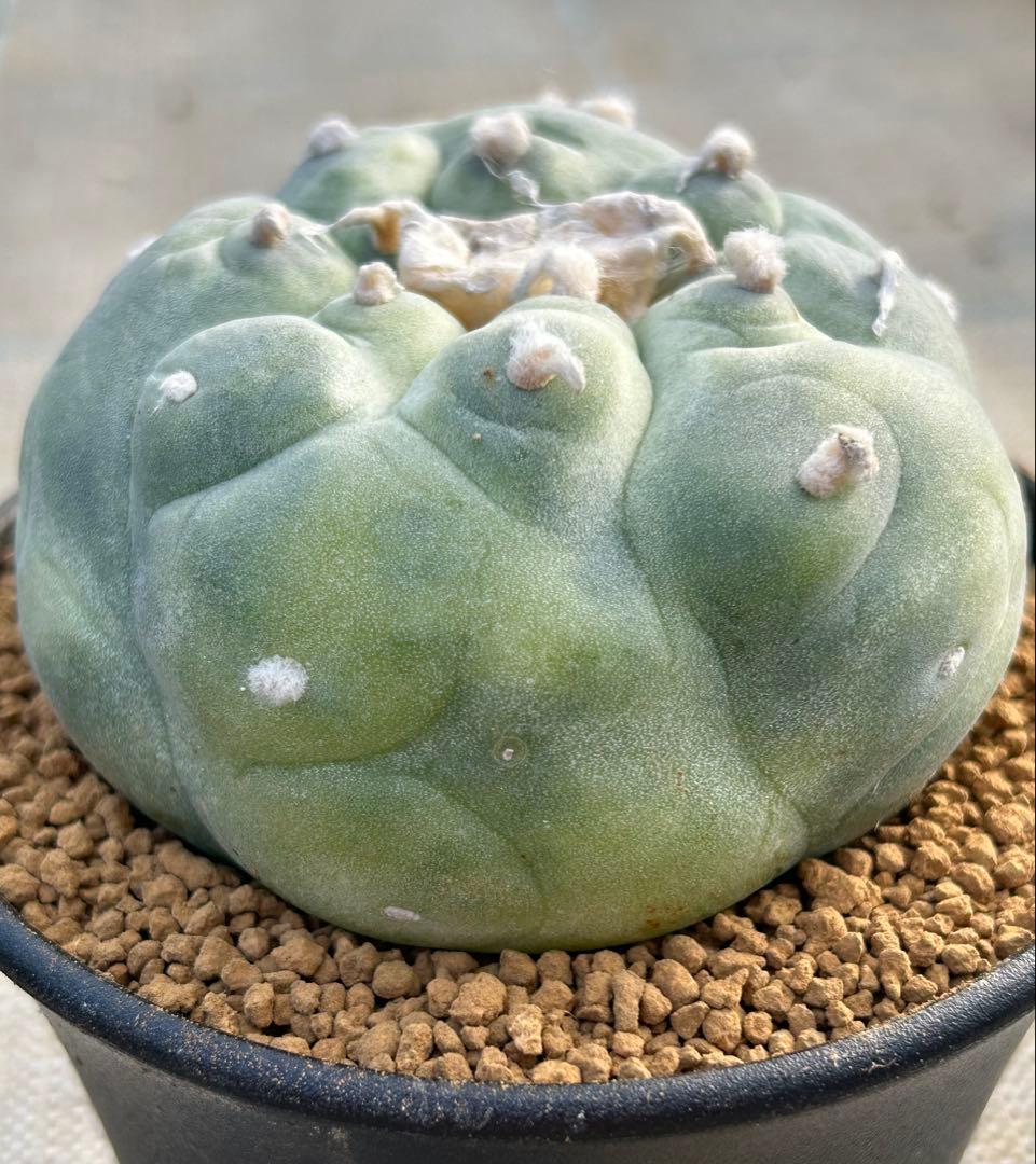 ロフォフォラ　疣銀冠玉錦　美株