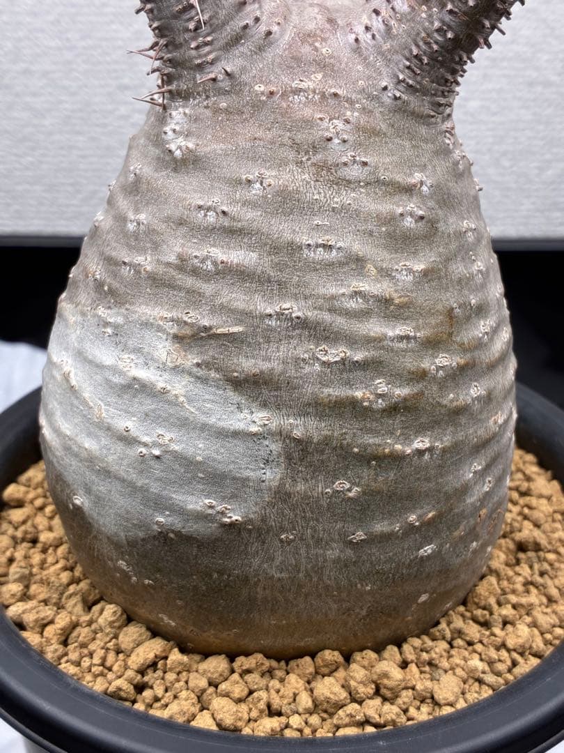 【鉢ごと発送】パキポディウム グラキリス 現地球 発根済み