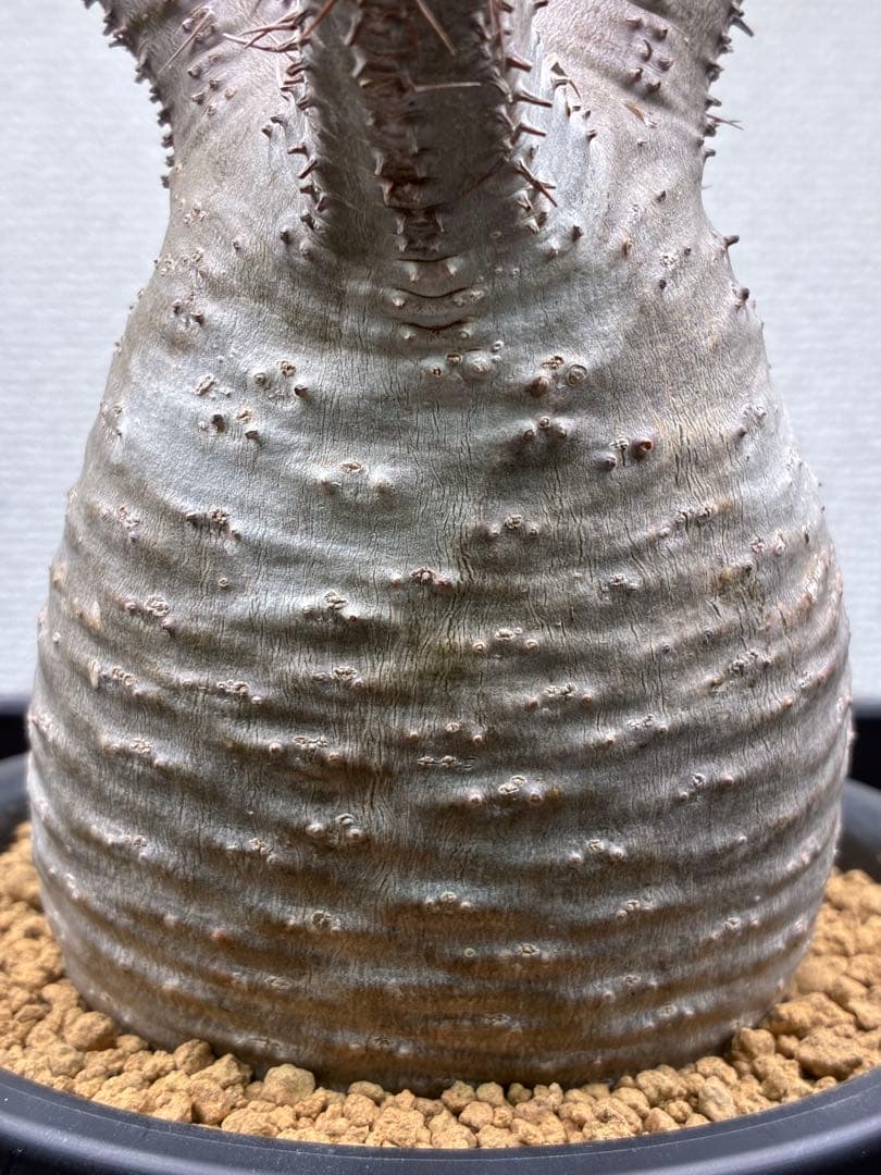 【鉢ごと発送】パキポディウム グラキリス 現地球 発根済み