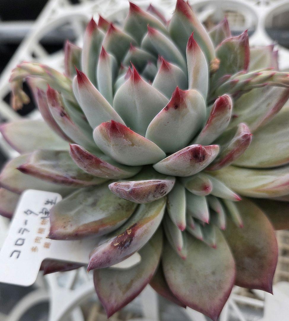 多肉植物…エケベリア♬*°札付き錦玉園コロラータ花芽付き大苗子株付き
