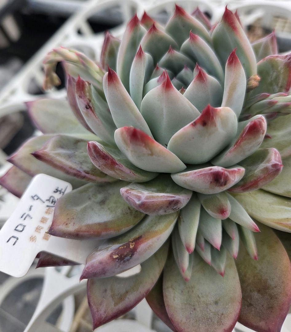 多肉植物…エケベリア♬*°札付き錦玉園コロラータ花芽付き大苗子株付き