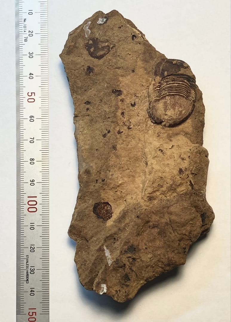 三葉虫　化石　Meitanillaenus