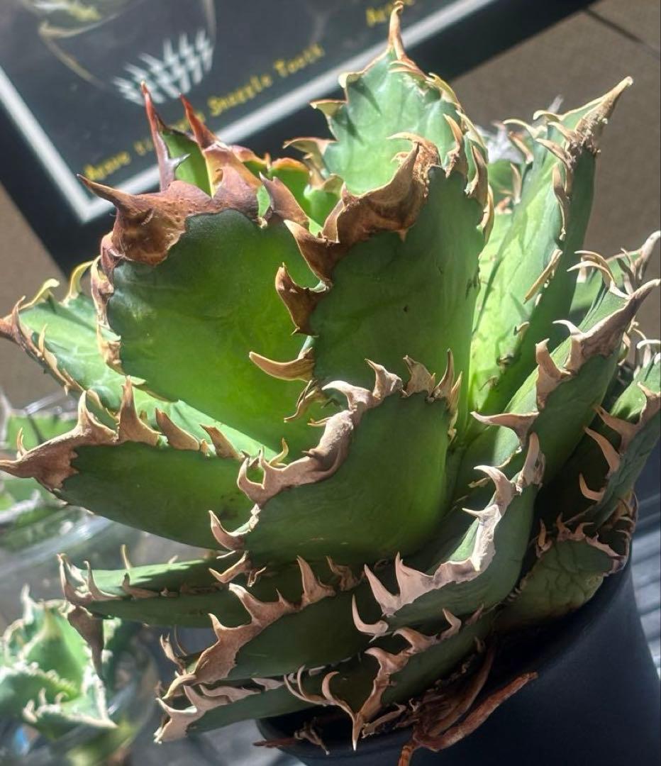 限定品！アガベチタノタレッドヴェノム（極上株）超S級激レアsuperイラン大株！