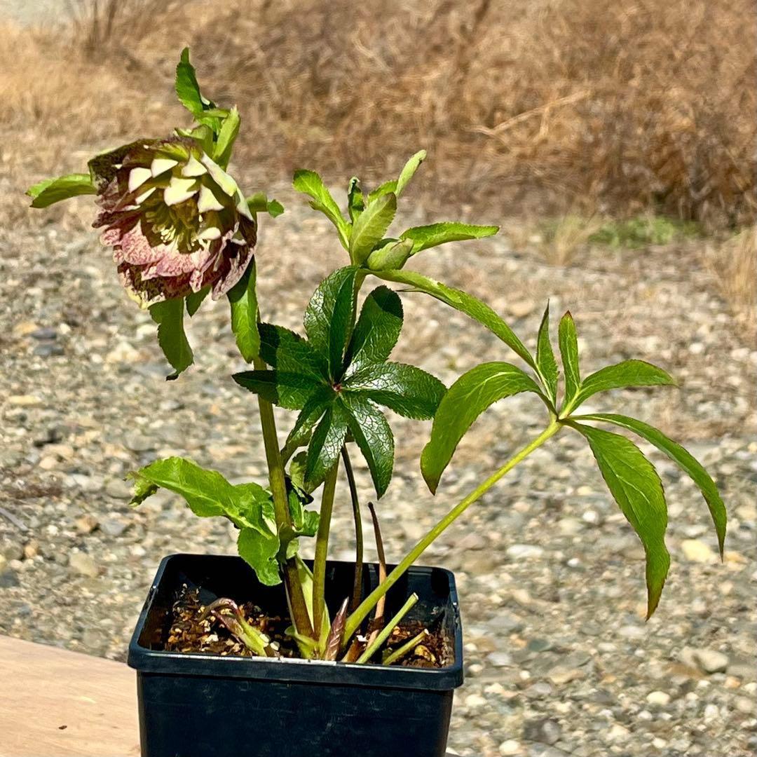 の*ん様 ☘️唯一無二☘️開花株❤️根充実❤️沢山新芽葉ワサワサ元気株❤️321