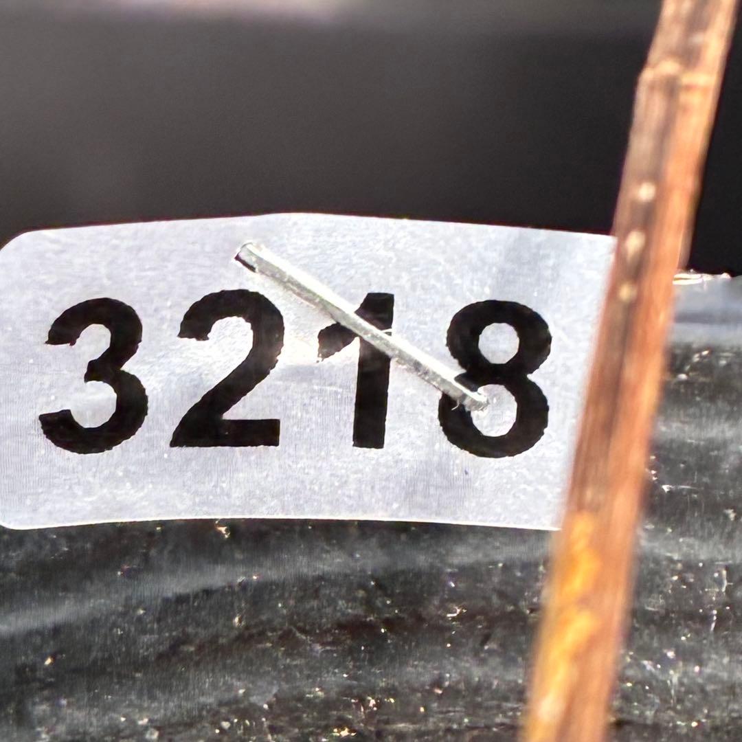 の*ん様 ☘️唯一無二☘️開花株❤️根充実❤️沢山新芽葉ワサワサ元気株❤️321