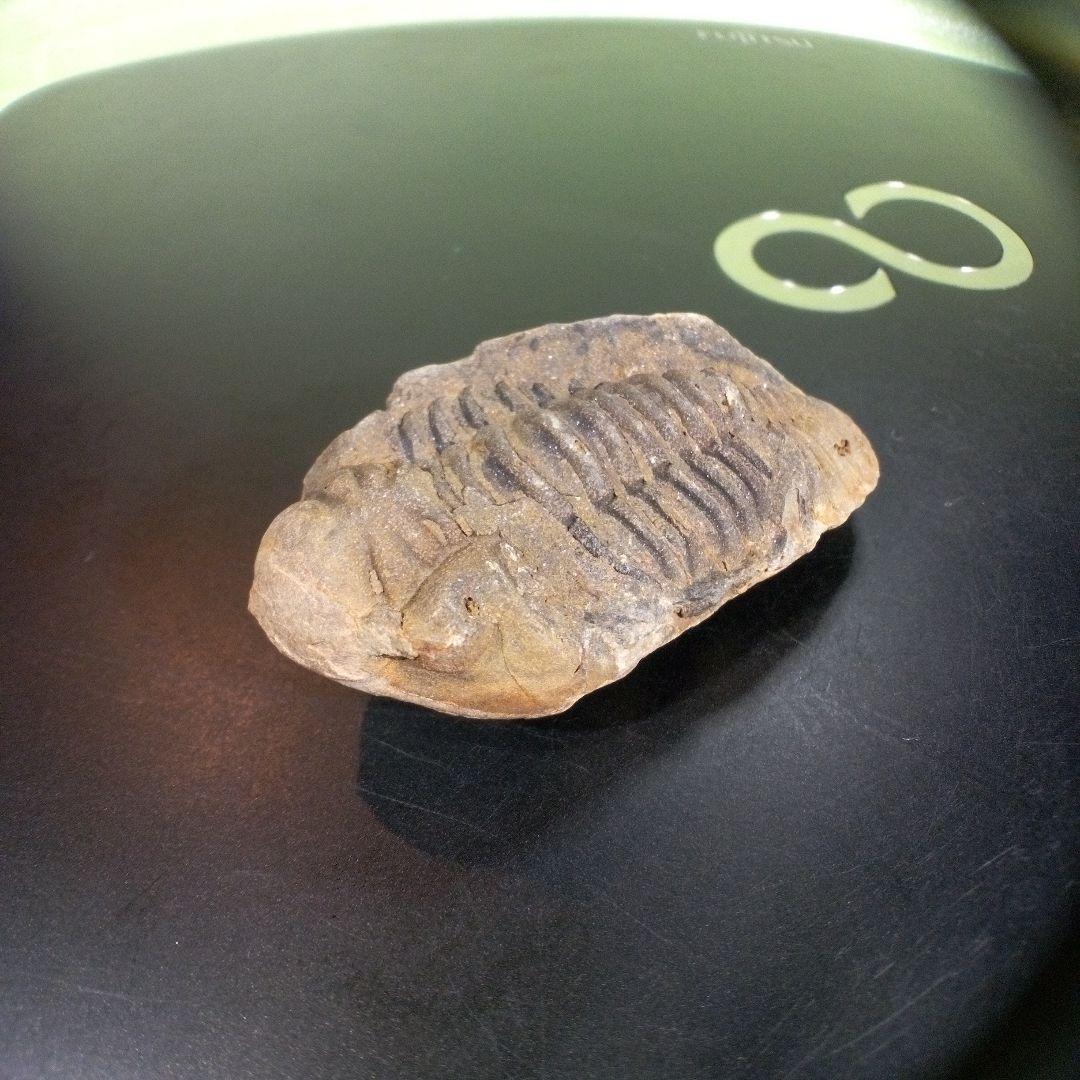 三葉虫　化石　fossil　ボリビア　trilobite　三葉虫綱　三葉虫管理⑦