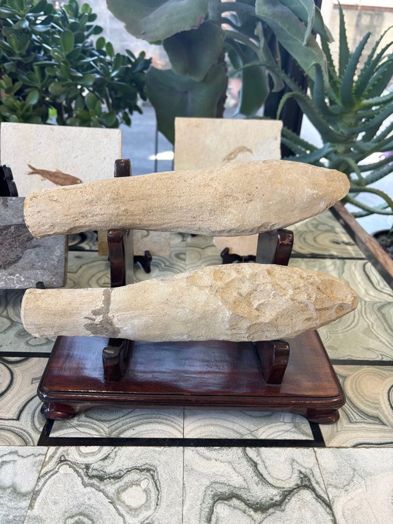 台付　アスピドリンクス　魚　化石　鉱石　希少　インテリア