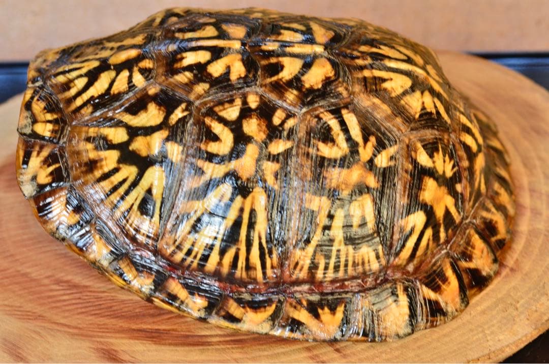 トウブハコガメ骨格標本(甲羅) 極美放射模様　剥製　爬虫類