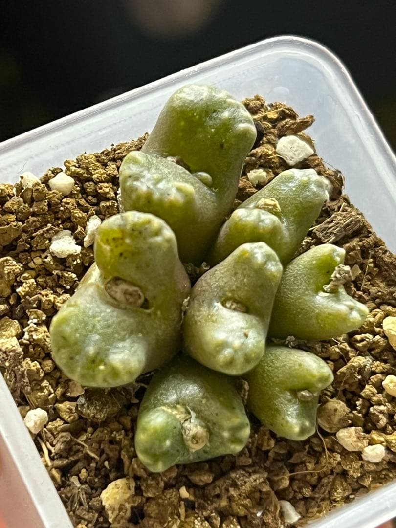 コノフィツム　ヤンギー　ポットごと