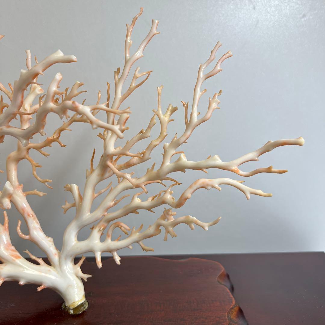 本桃色特大珊瑚　ケース付　東Y8-0129①トコニ