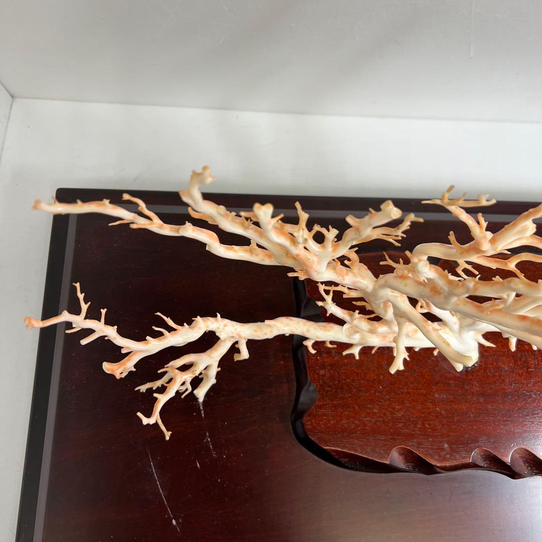 本桃色特大珊瑚　ケース付　東Y8-0129①トコニ