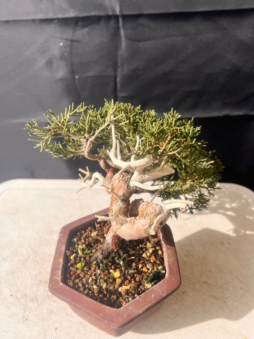 真拍盆栽 10%OFF‼️