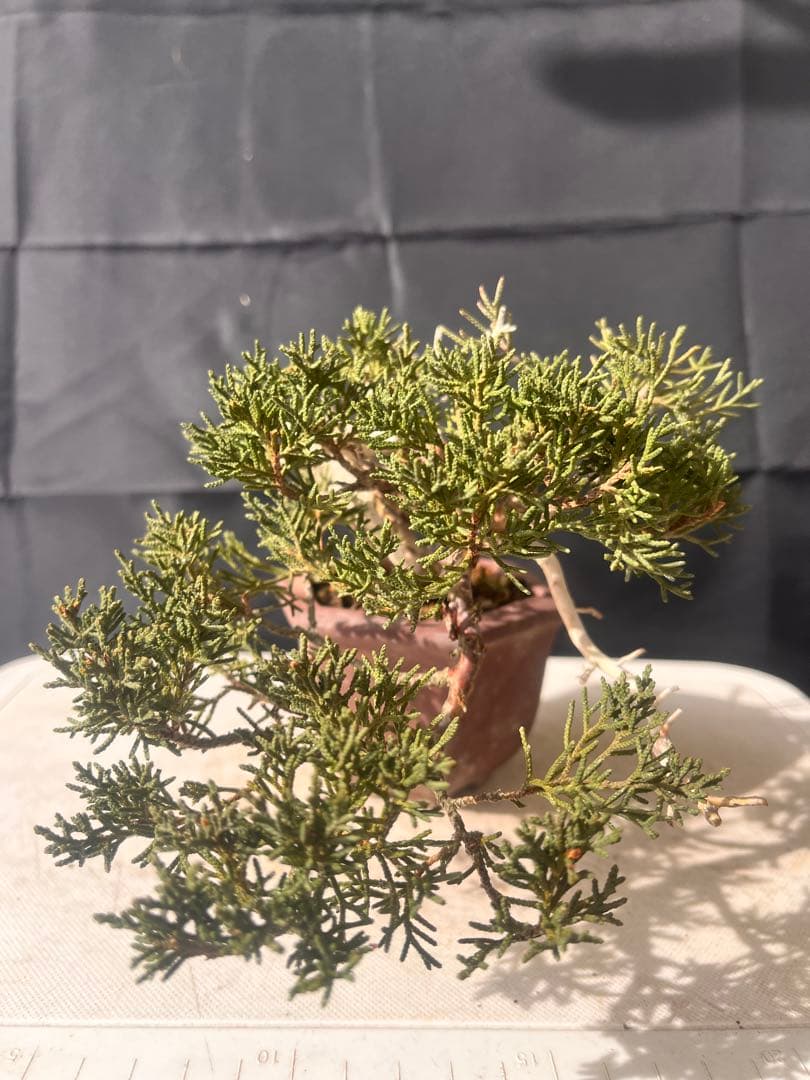 真拍盆栽 10%OFF‼️