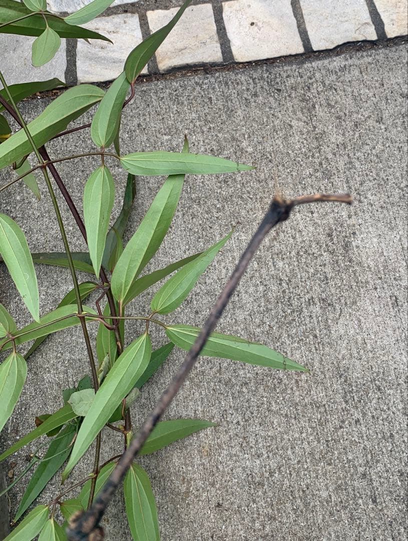 プ*４様 クレマチス　アーマンディー　アップルブロッサム　3M 5年生 大苗