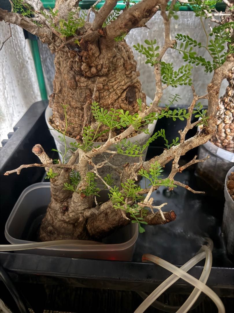 トシ オペルクリカリアパキプス 現地球 発根管理中