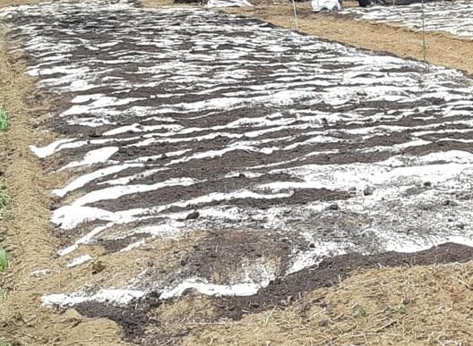 ゆうさま専用1000g　(国産・高品質)乾燥パパイヤの皮の乾燥（無農薬・有機肥料