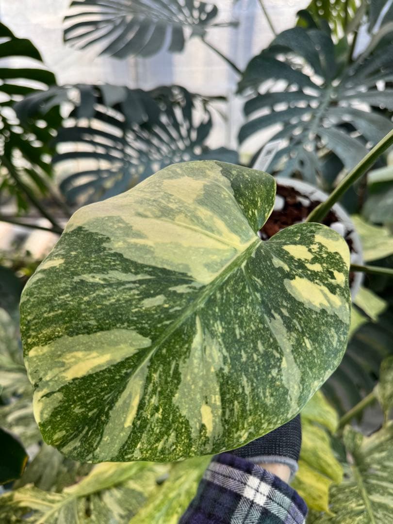 3モンステラ　レガシー　健康カット苗