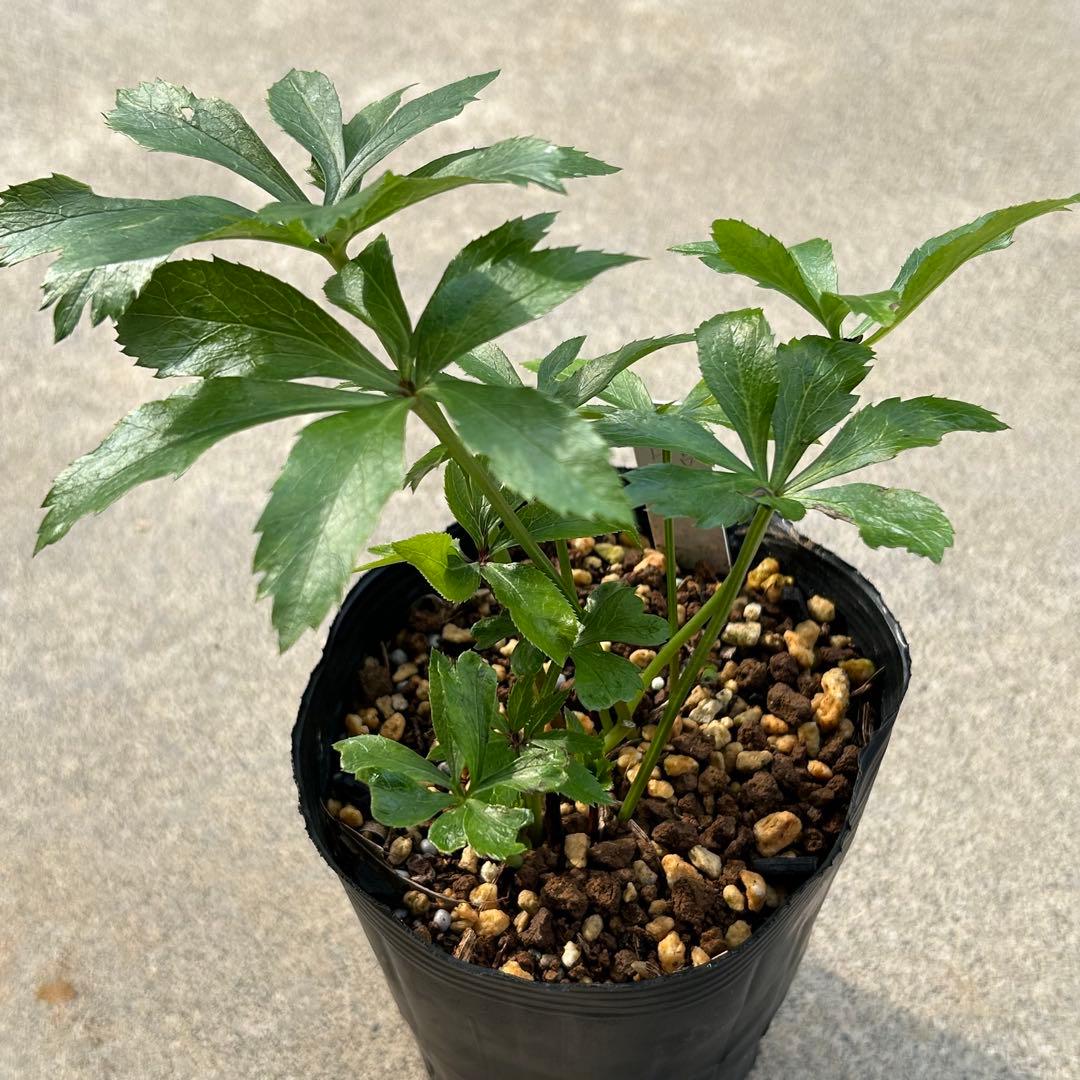 ひなっち クリスマスローズ 開花実績株 DD小輪カシス