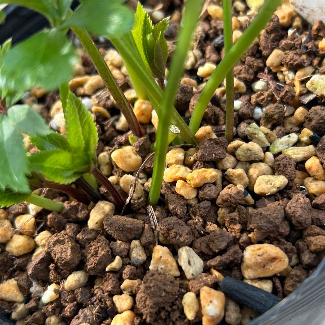 ひなっち クリスマスローズ 開花実績株 DD小輪カシス