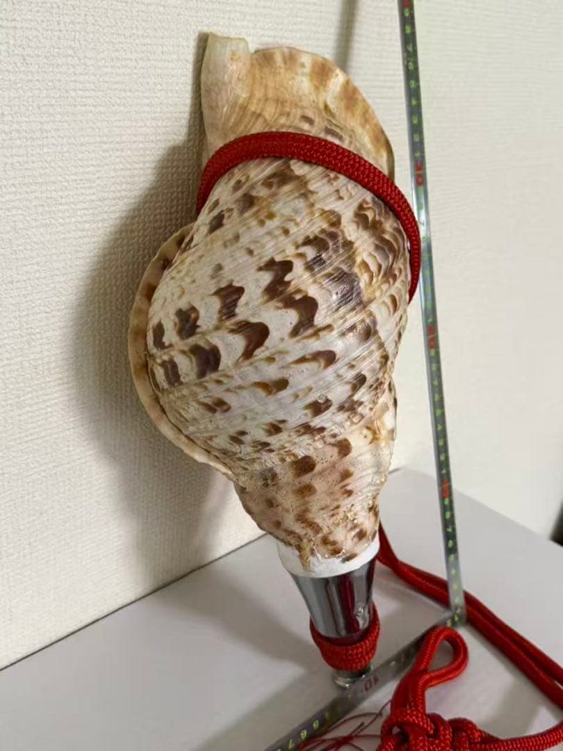 法螺貝貝全長約39cm 總1235g 笛 密教魔除け貝貝殻ホラガイホラ貝 ほら貝
