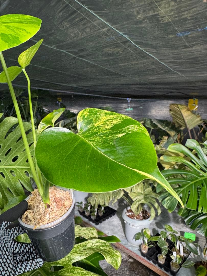 Mr2モンステラ　イエローマリリン　黄斑入り