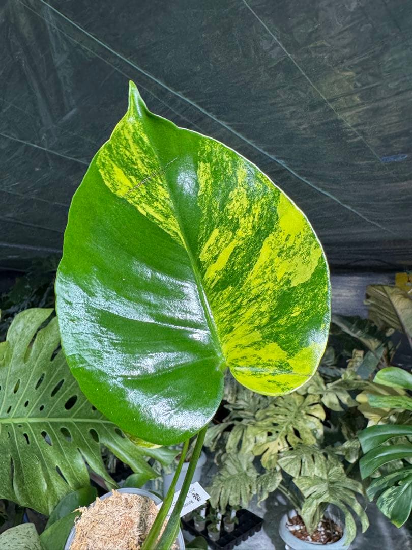 Mr2モンステラ　イエローマリリン　黄斑入り