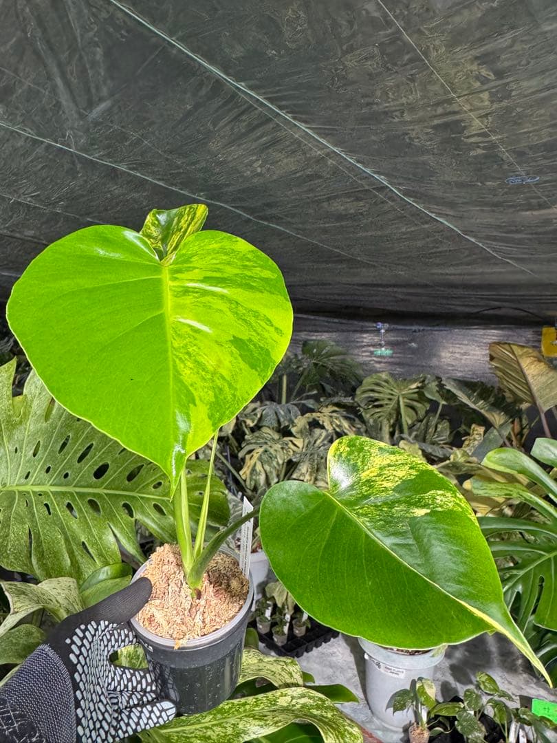 Mr2モンステラ　イエローマリリン　黄斑入り