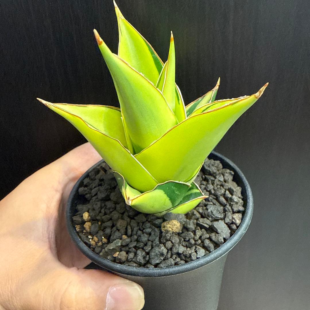 a*n様 (希少) サンスベリア　タワーバリエガータ　斑入り