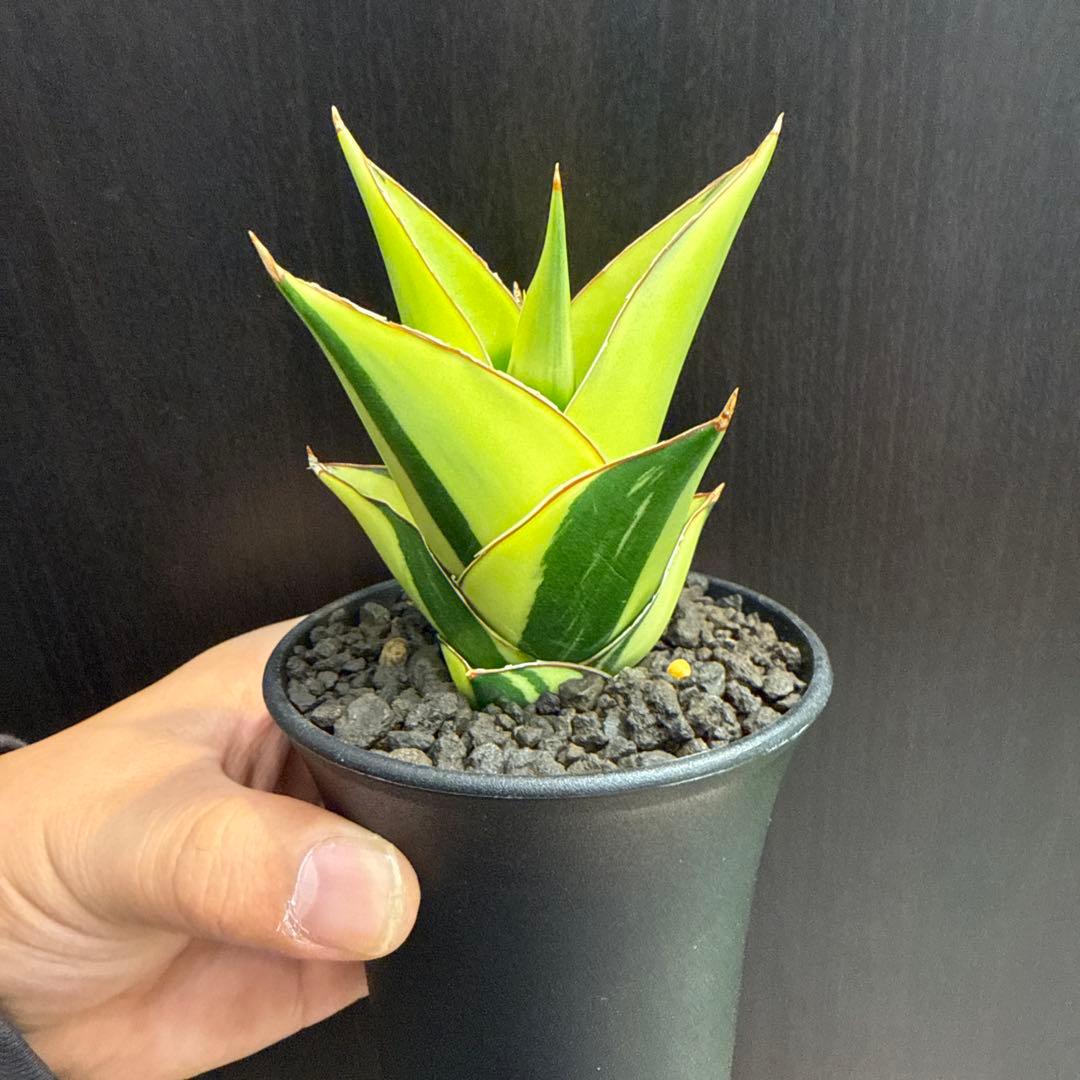 a*n様 (希少) サンスベリア　タワーバリエガータ　斑入り