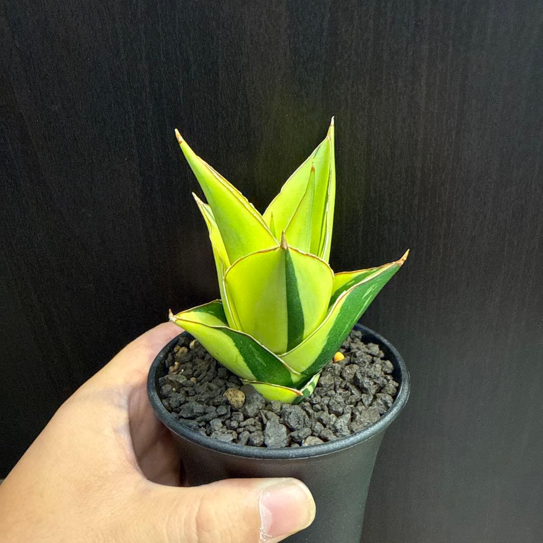 a*n様 (希少) サンスベリア　タワーバリエガータ　斑入り