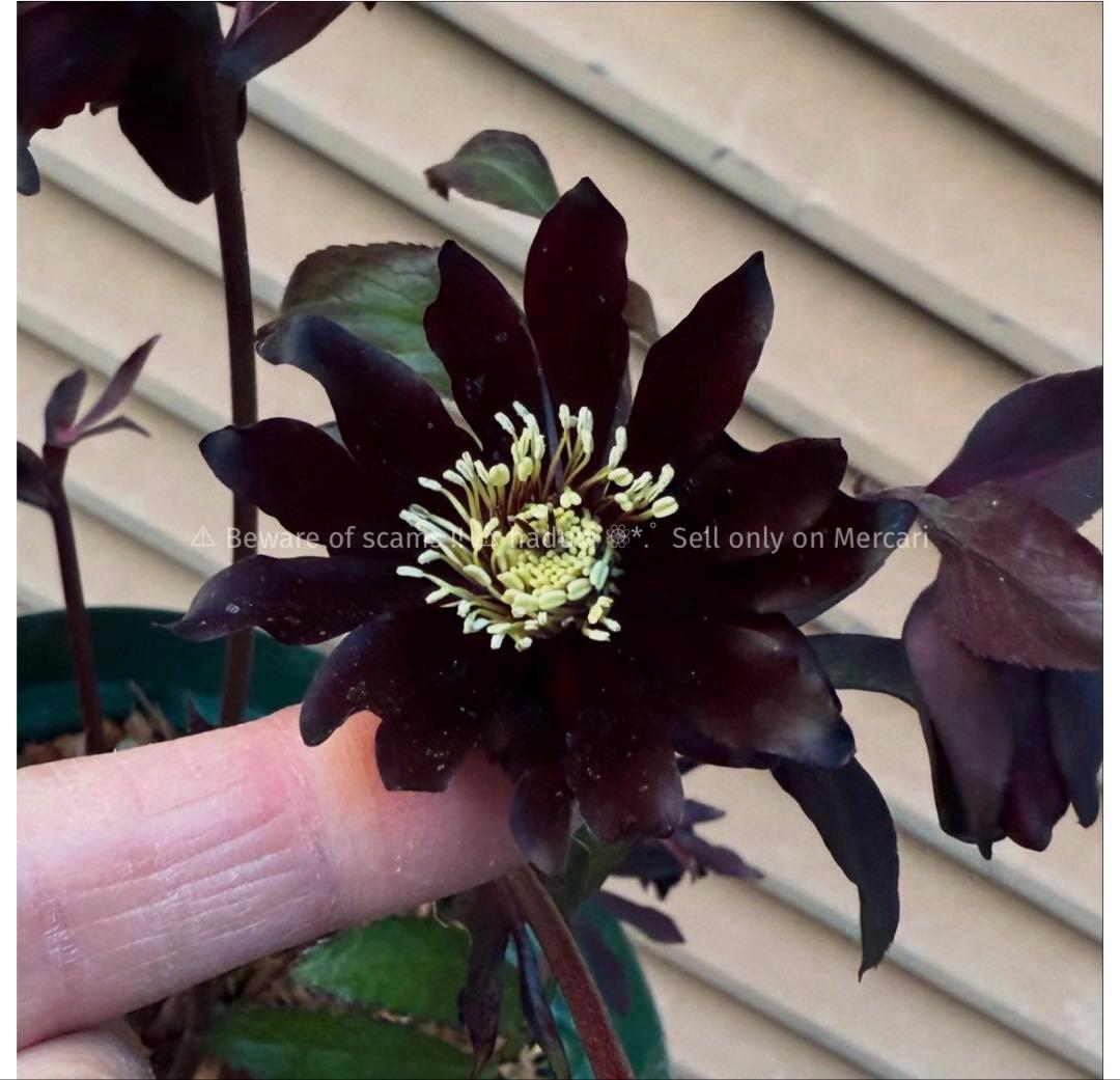 う*ん様 ■広瀬園芸■ 蕾あり ブラックマジック 今季株分け クリスマスローズ