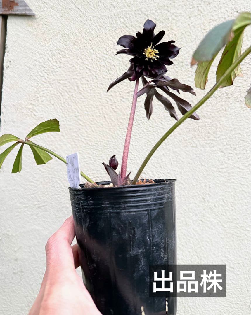 う*ん様 ■広瀬園芸■ 蕾あり ブラックマジック 今季株分け クリスマスローズ