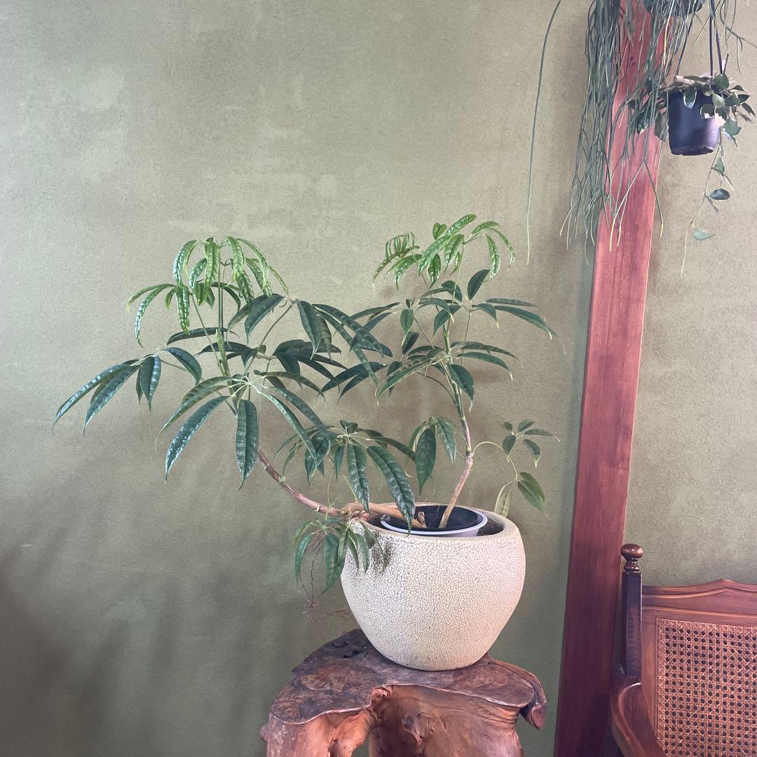 シェフレラ　スターシャイン　6号