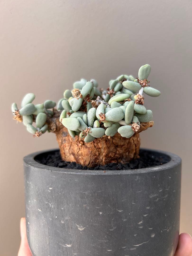 【良型】ケラリア・ピグマエア（現地株、発根済み、雄株）