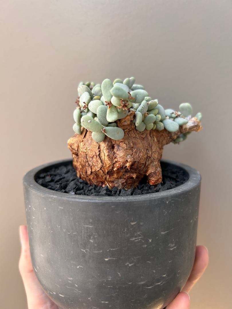 【良型】ケラリア・ピグマエア（現地株、発根済み、雄株）