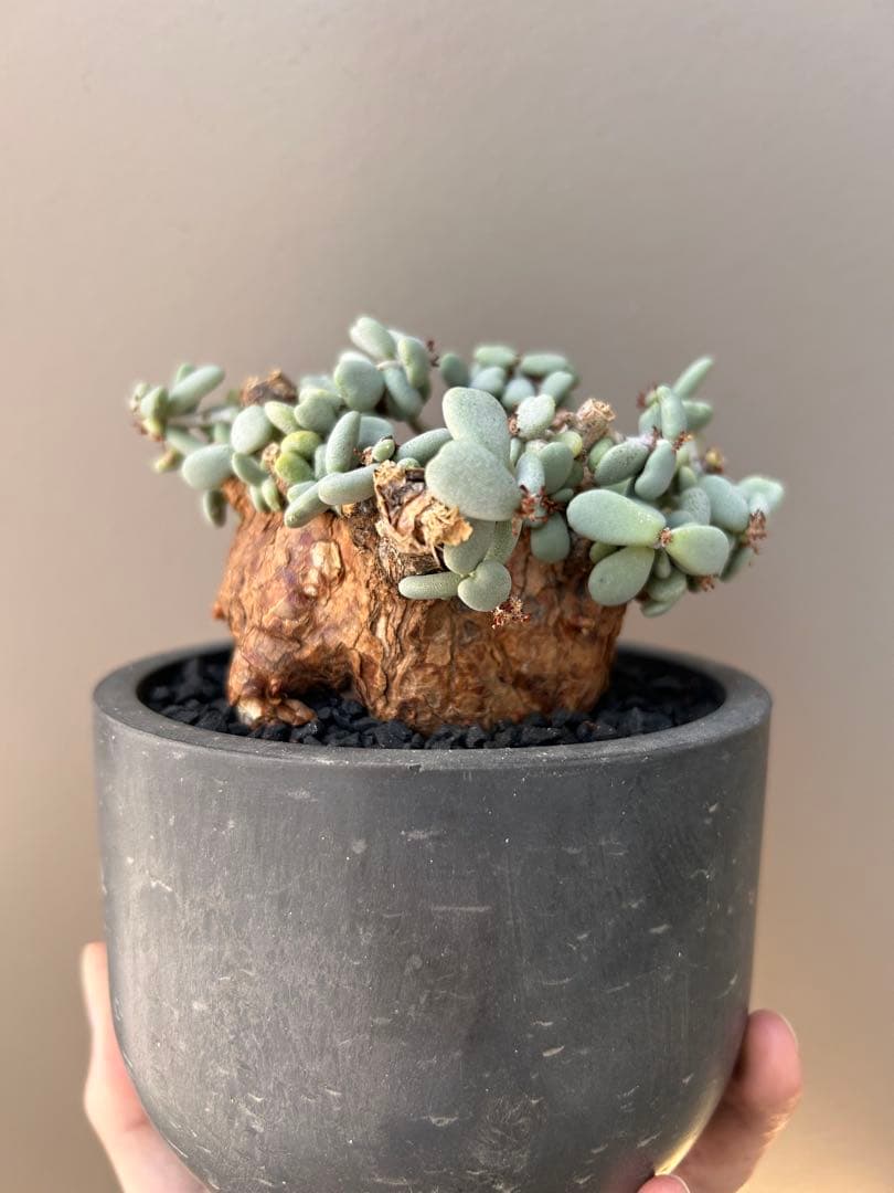 【良型】ケラリア・ピグマエア（現地株、発根済み、雄株）