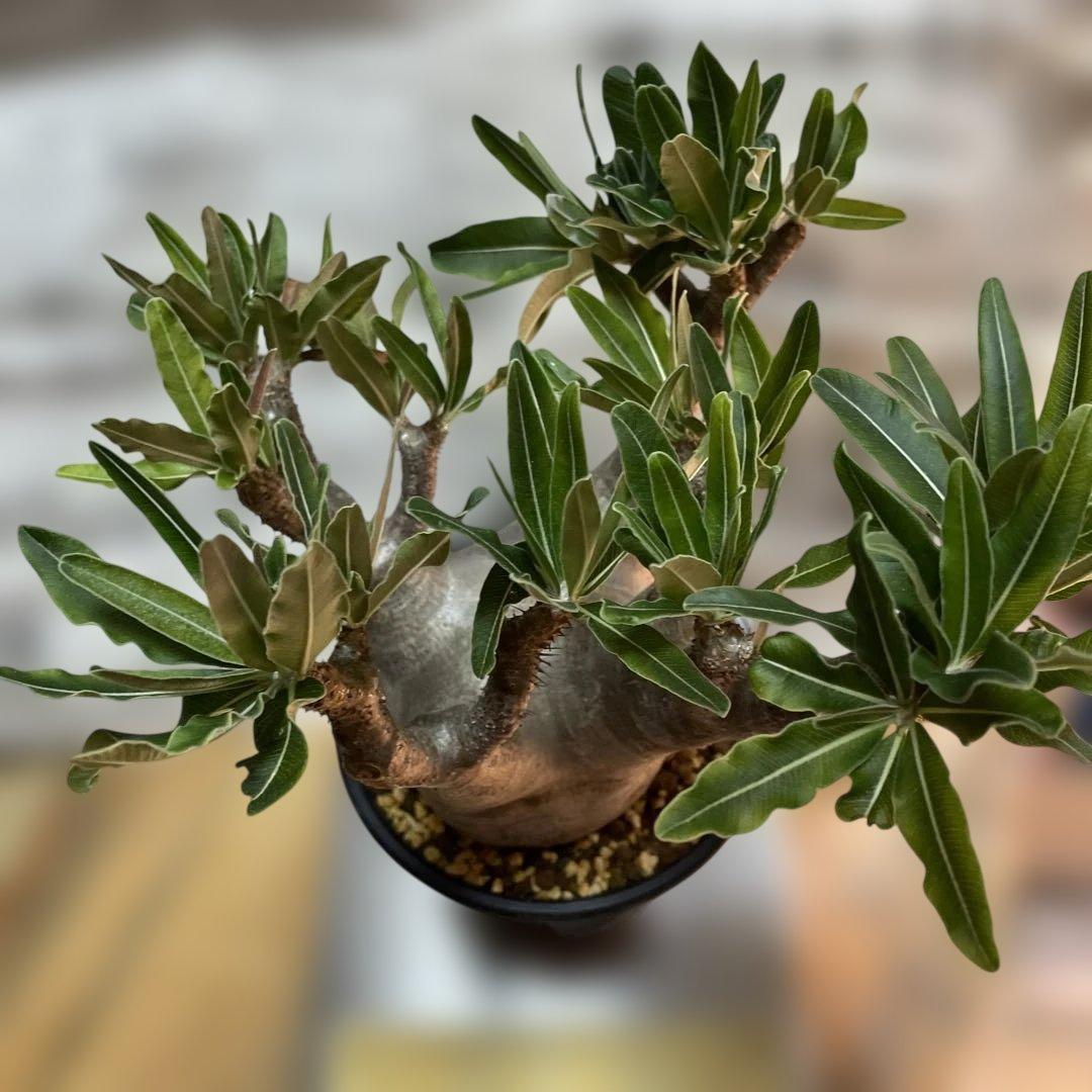 大株　パキポディウムグラキリス　現地球　発根済　鉢のまま発送　まとめ買いでおまけ