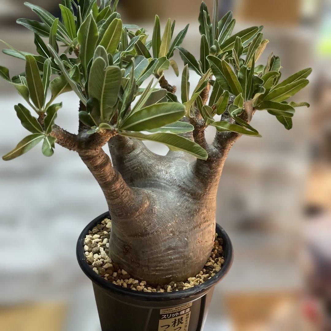 大株　パキポディウムグラキリス　現地球　発根済　鉢のまま発送　まとめ買いでおまけ