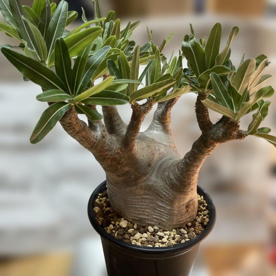 大株　パキポディウムグラキリス　現地球　発根済　鉢のまま発送　まとめ買いでおまけ