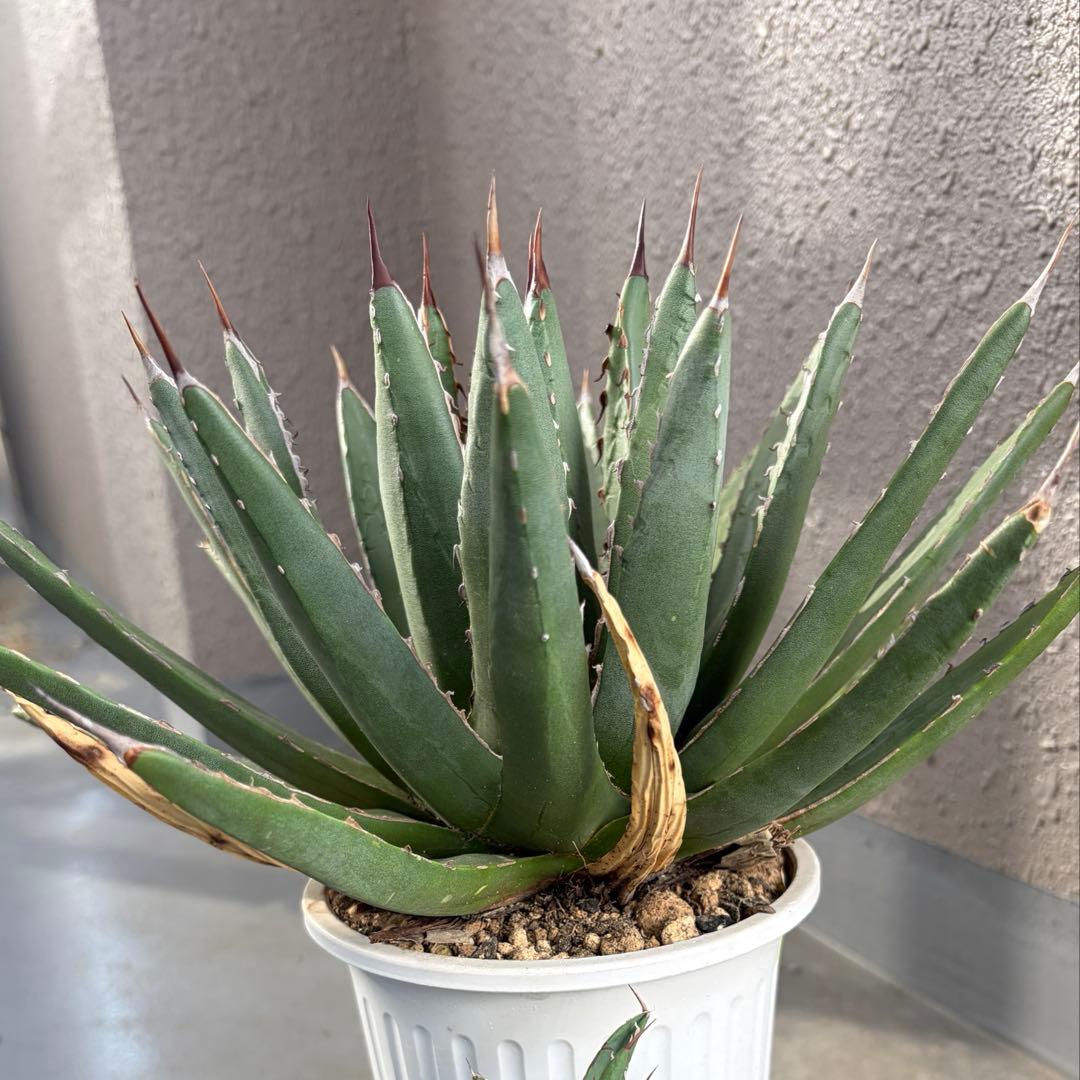 大株 アガベ ハイブリッド ネバデンシス × 笹の雪 ヴィクトリアレジーナ　裏刺