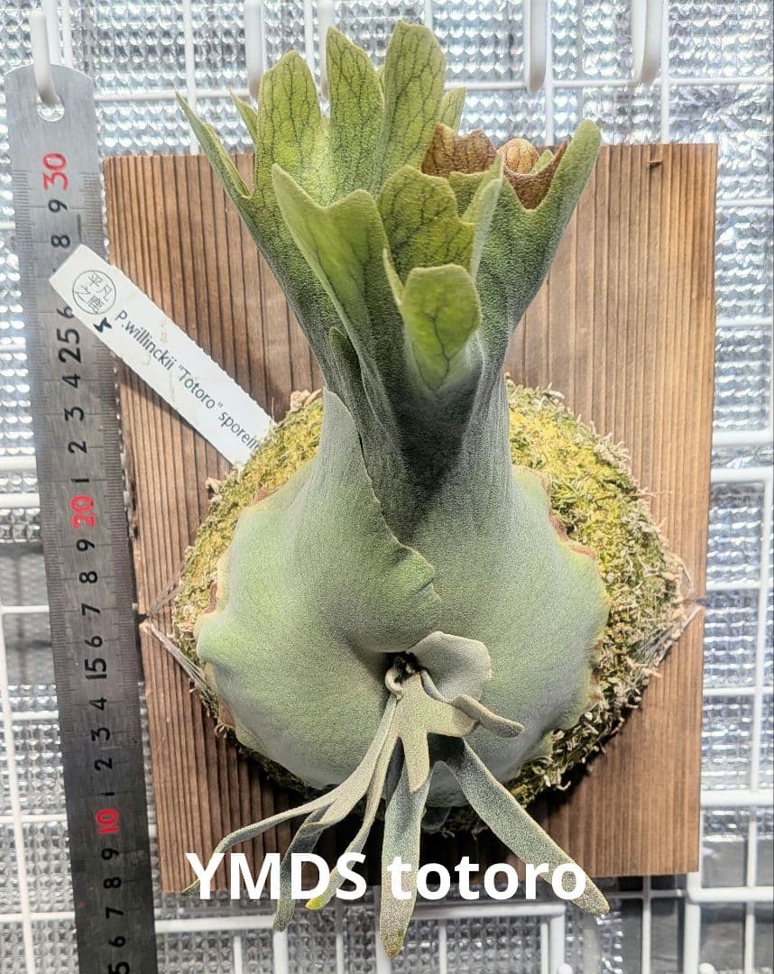 ビカクシダ、ウィリンキー　YMDS totoro