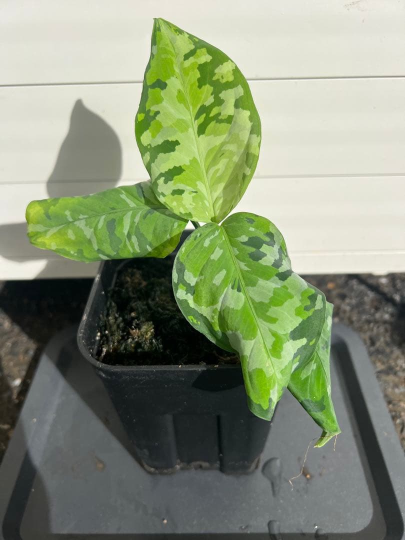 アグラオネマ ピクタム アンダマン