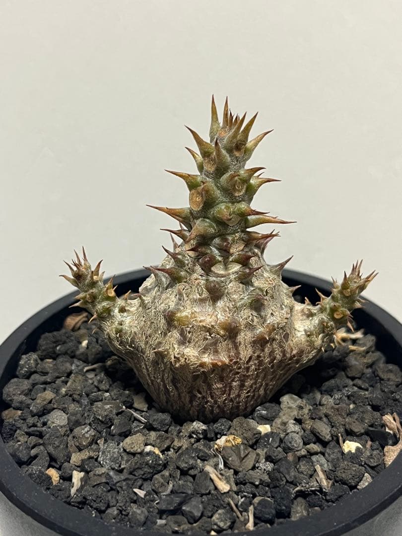 パキポディウム　ウィンゾリー　実生