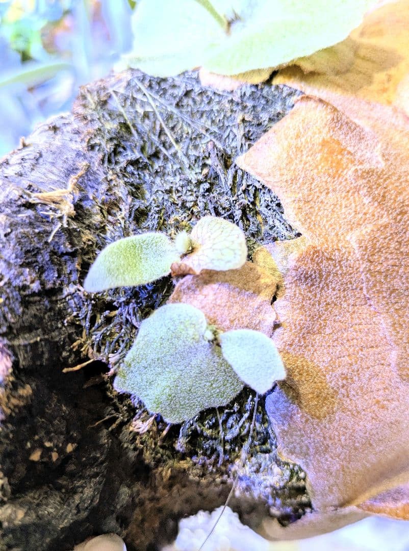 ritv☆ビカクシダ☆特別出品株