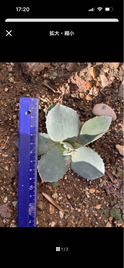 アガベ 4株　TOMO'sです。 他の方は購入しないで下さい